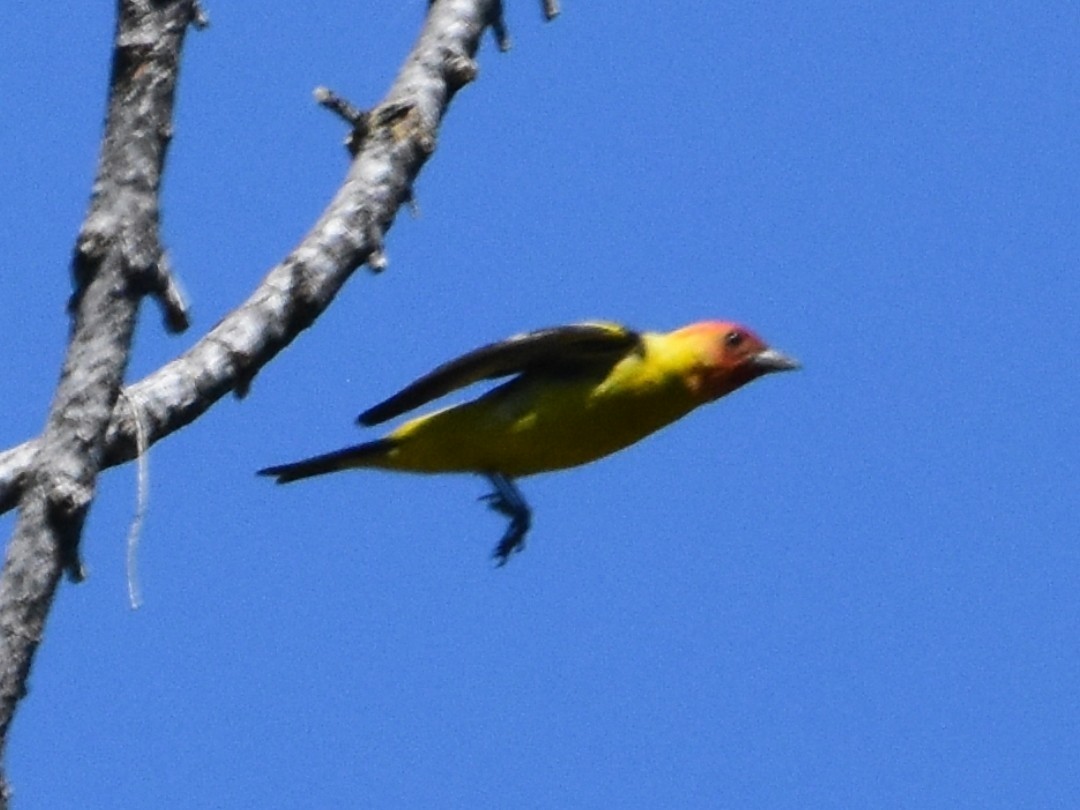 Western Tanager - ML493870891