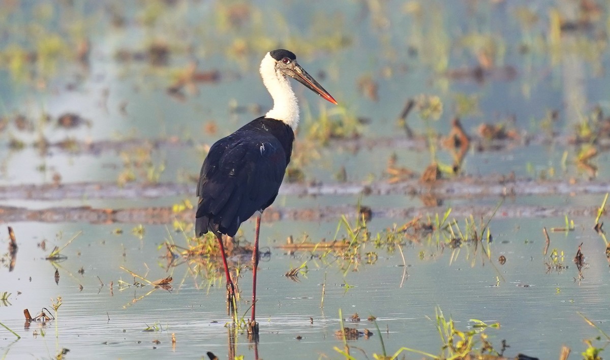 Asian Woolly-necked Stork - ML493870901