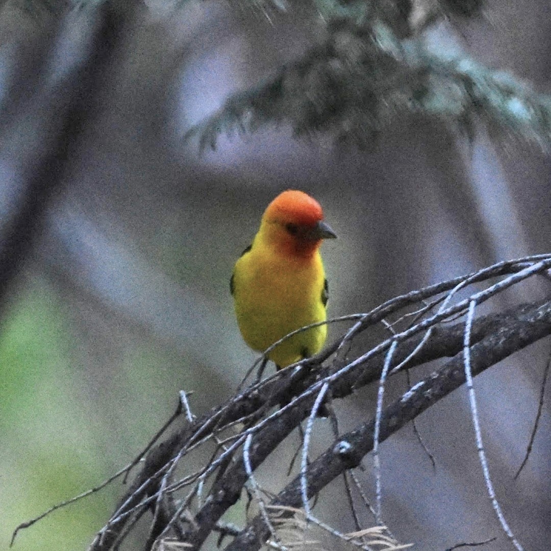 Western Tanager - ML493870911