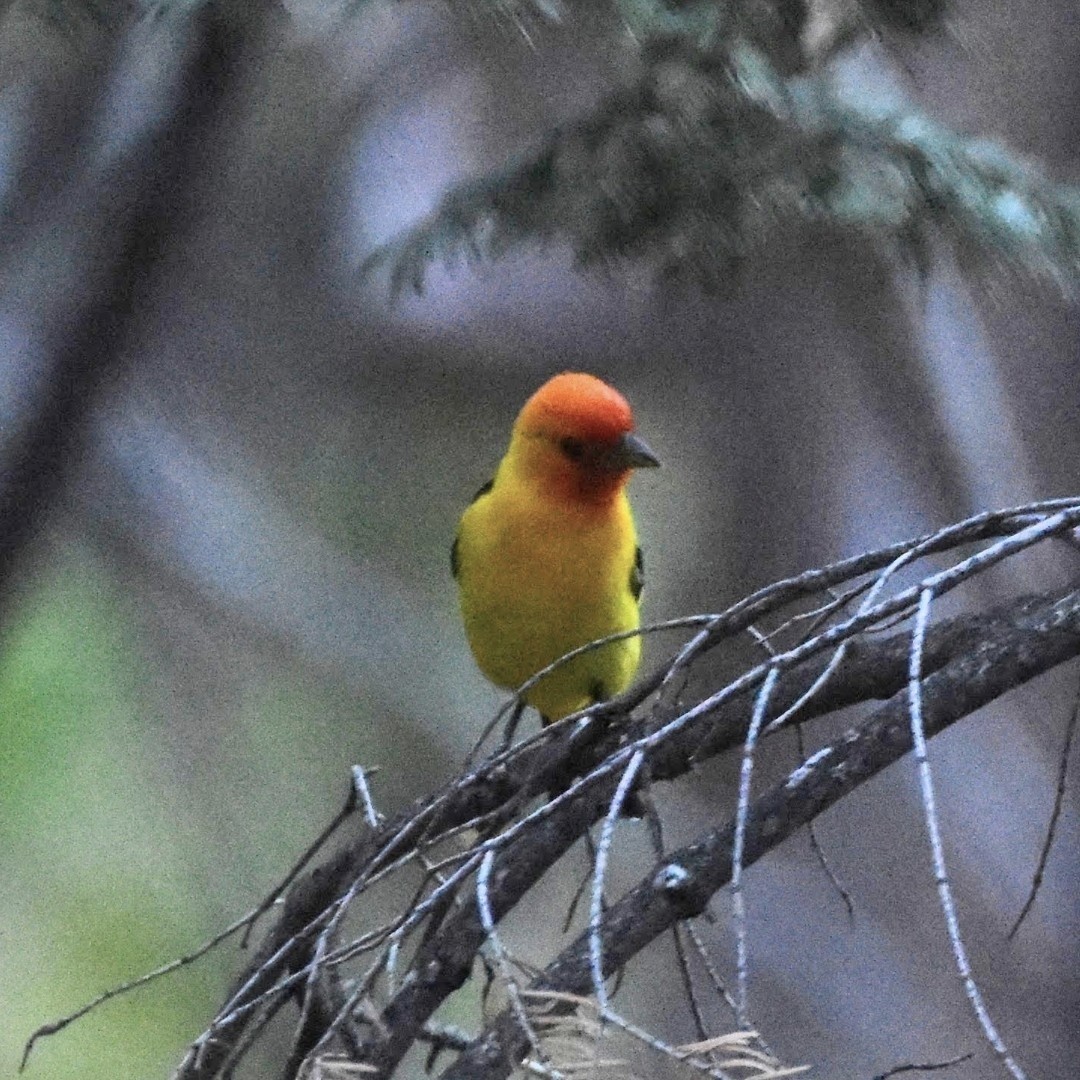 Piranga à tête rouge - ML493870911