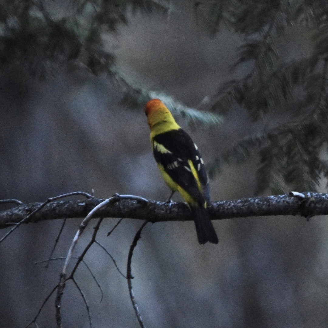 Western Tanager - ML493870921