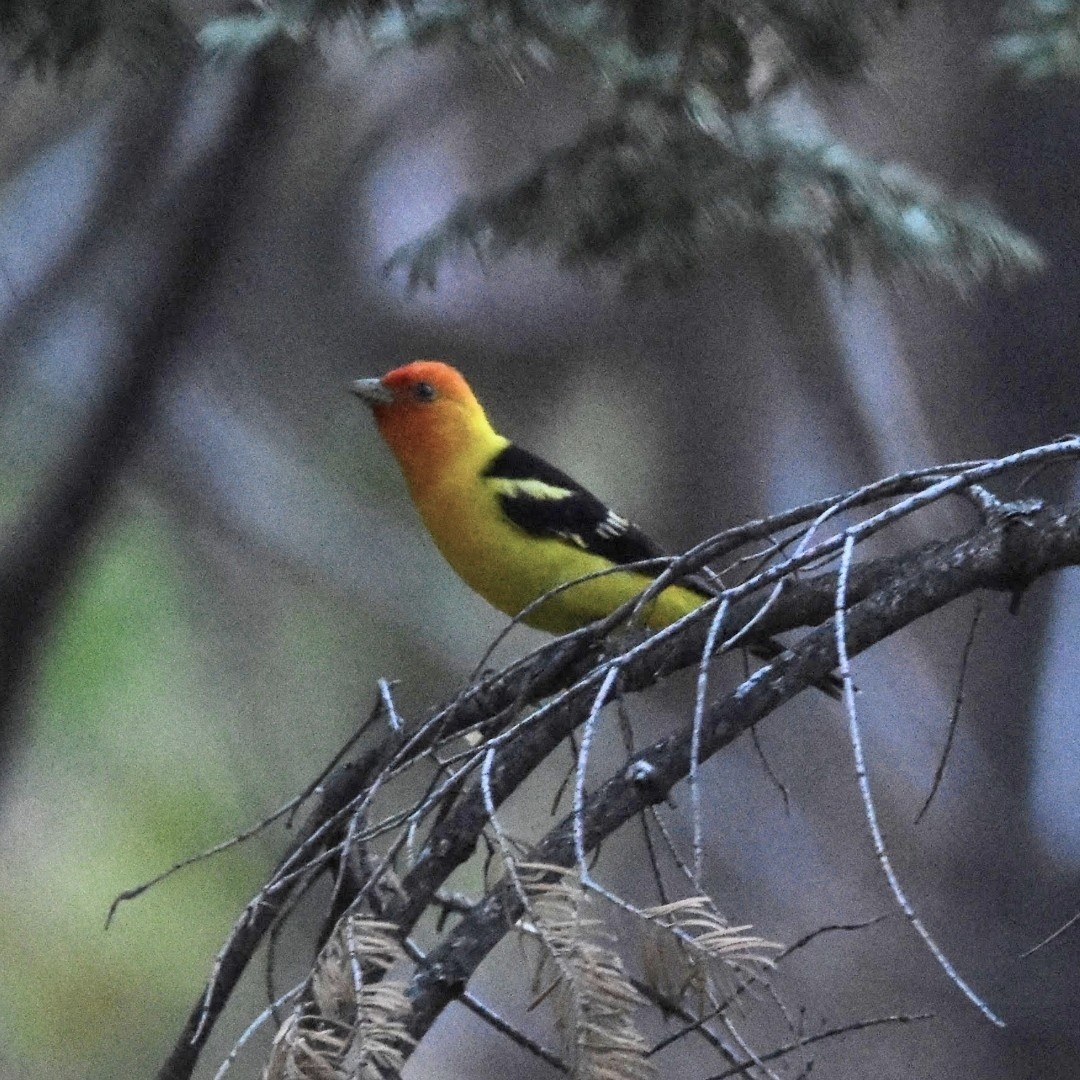 Piranga à tête rouge - ML493870931