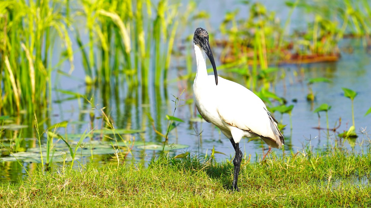 Black-headed Ibis - ML493871071