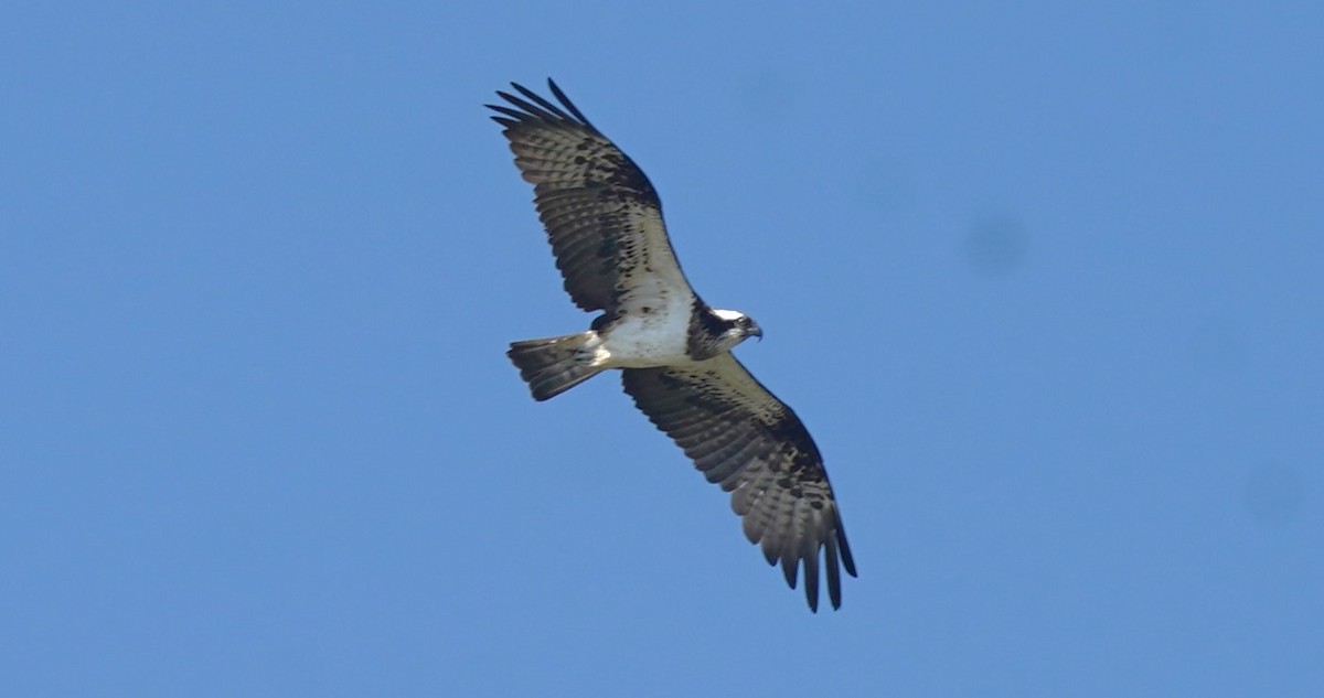 Osprey - ML493871121