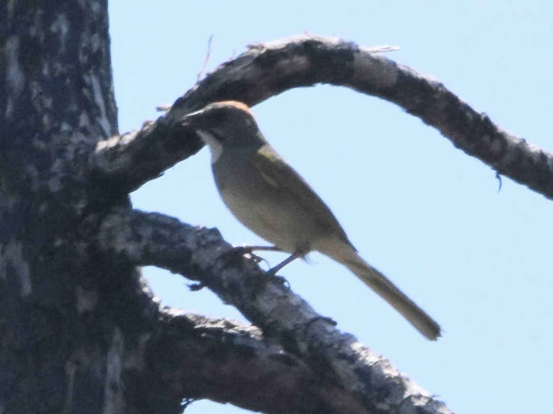 Green-tailed Towhee - ML493871141