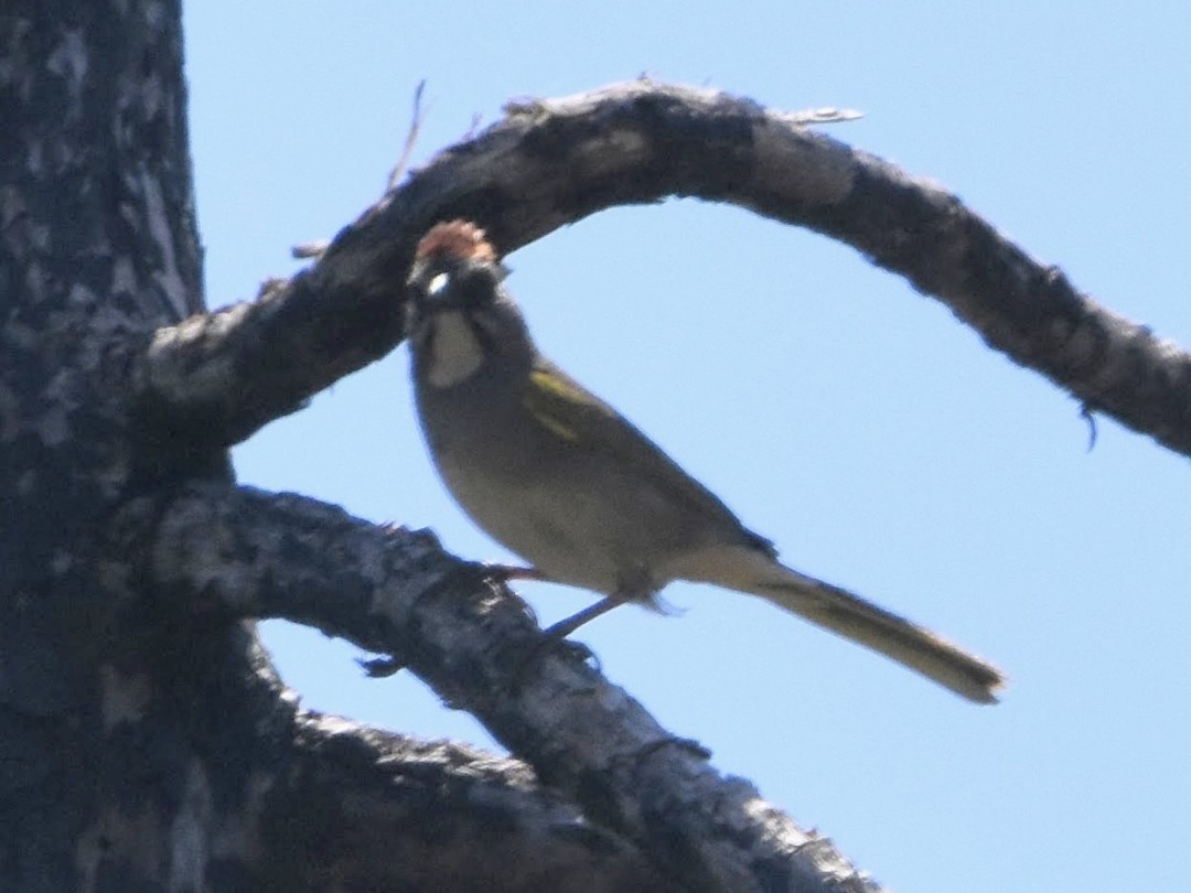 Green-tailed Towhee - ML493871151