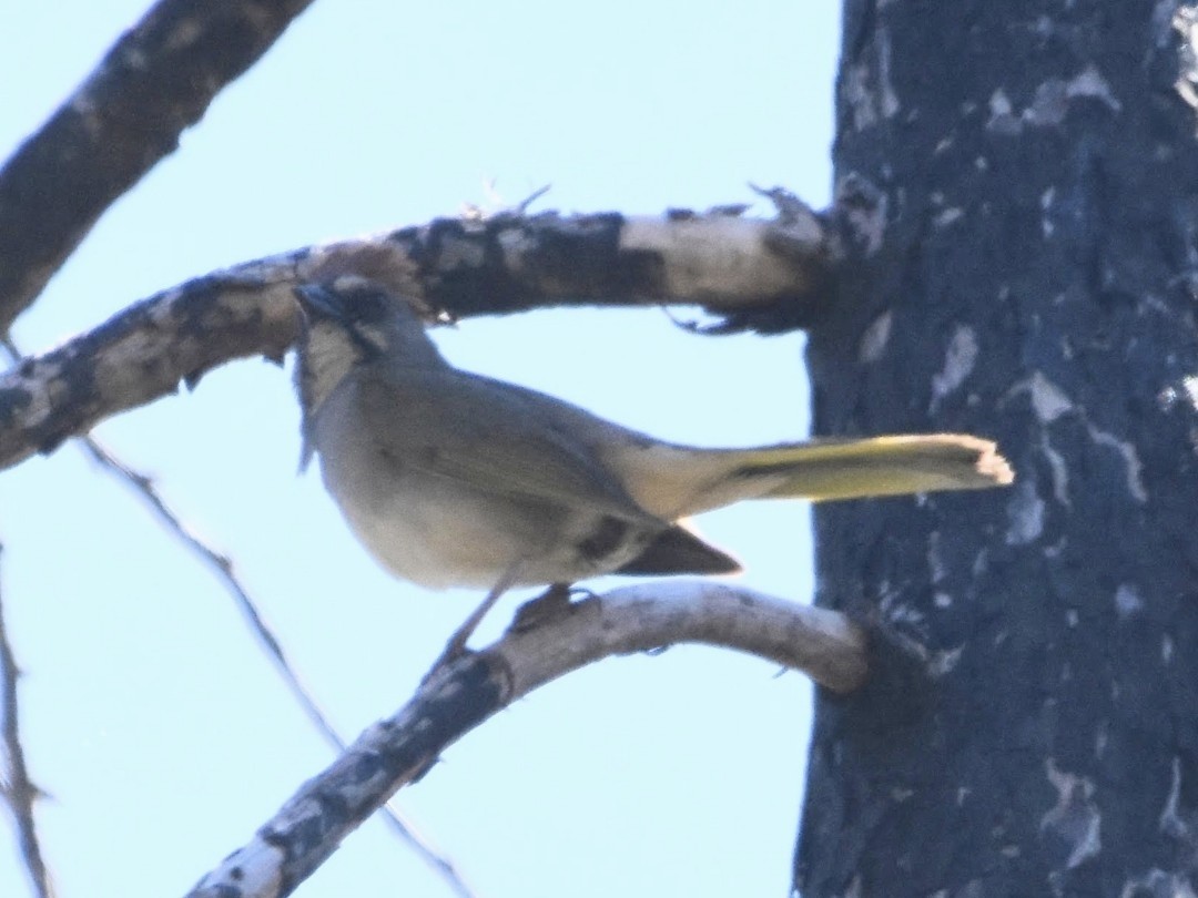 Green-tailed Towhee - ML493871161