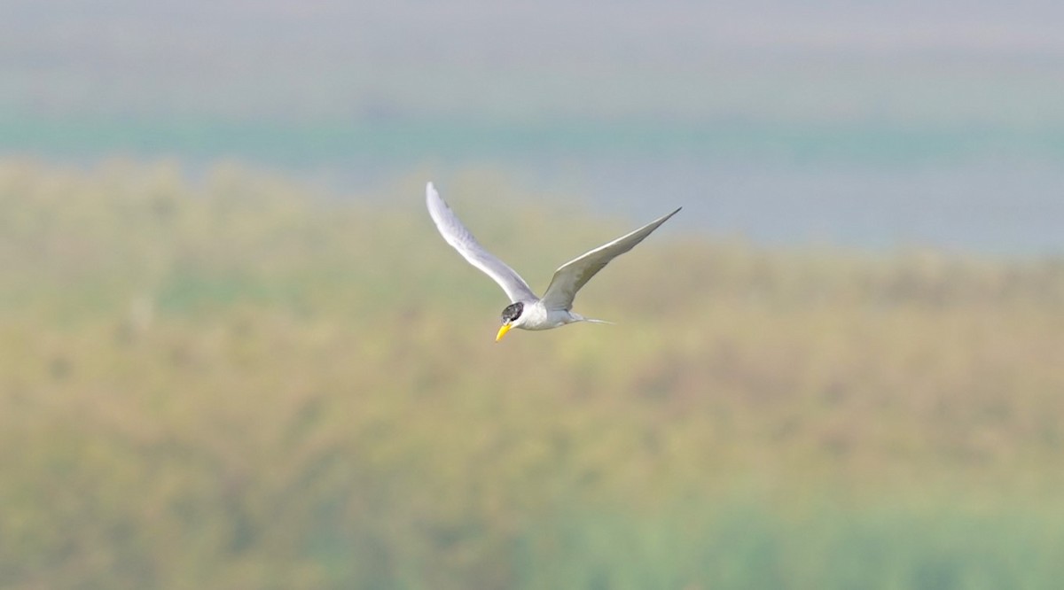 River Tern - ML493871171