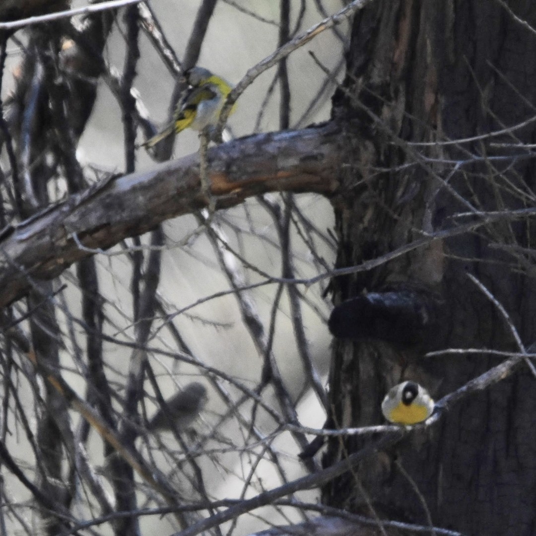 Lawrence's Goldfinch - ML493871211