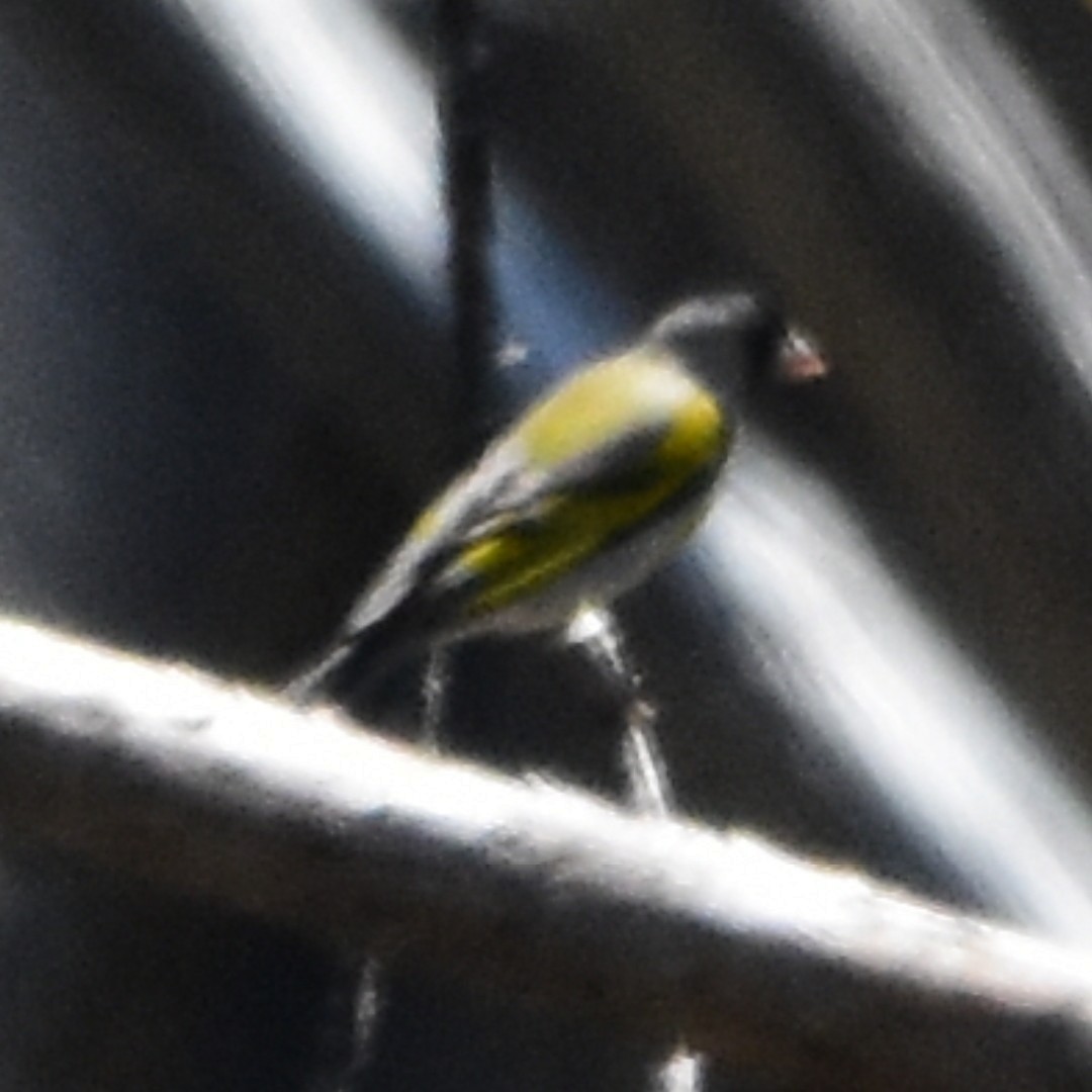 Lawrence's Goldfinch - ML493871221