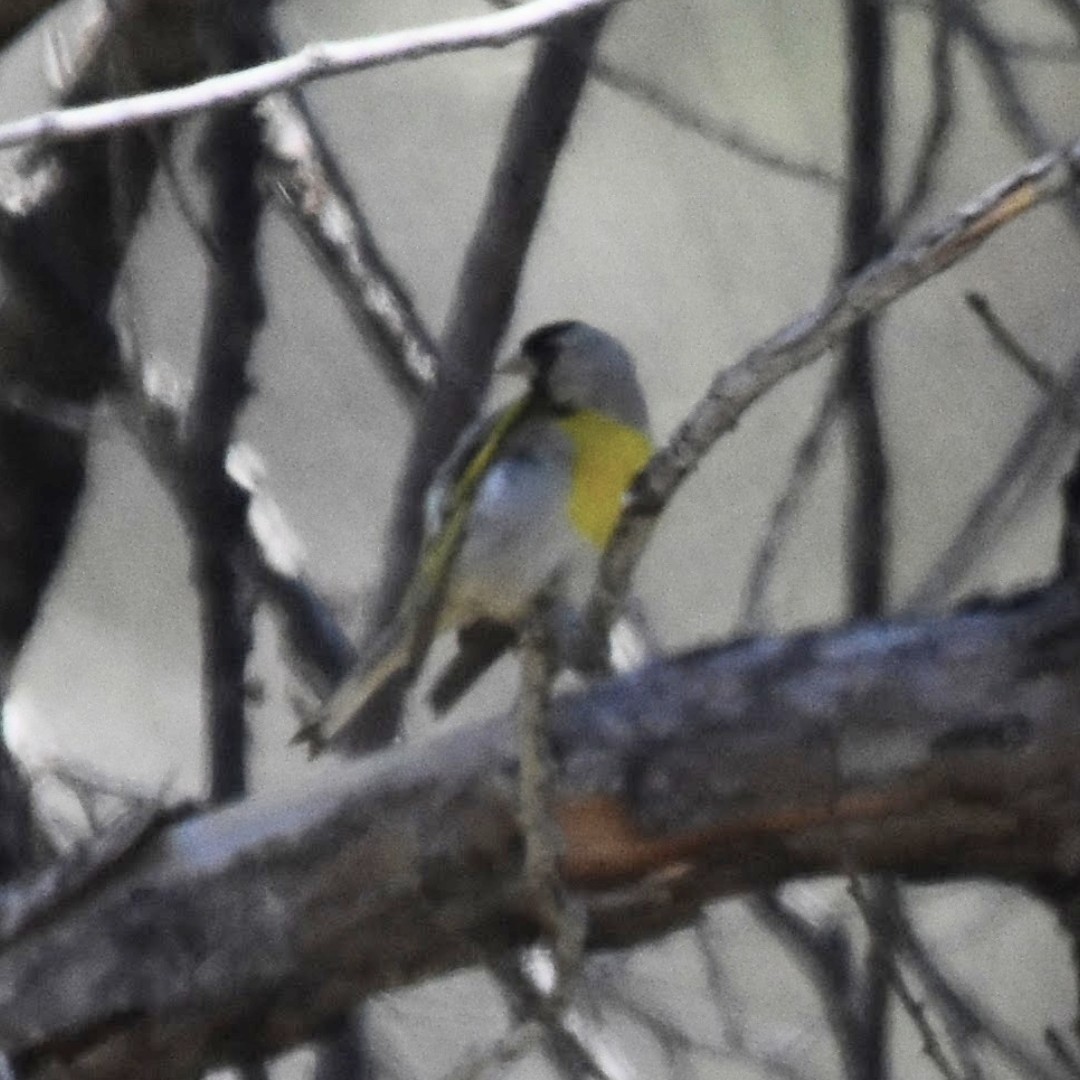 Lawrence's Goldfinch - ML493871231