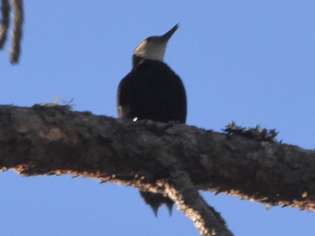 White-headed Woodpecker - ML493871391