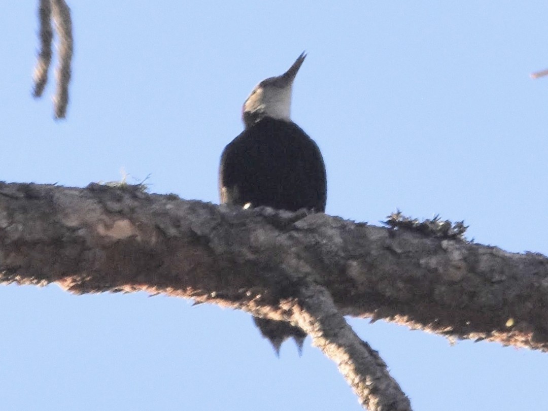 White-headed Woodpecker - ML493871401