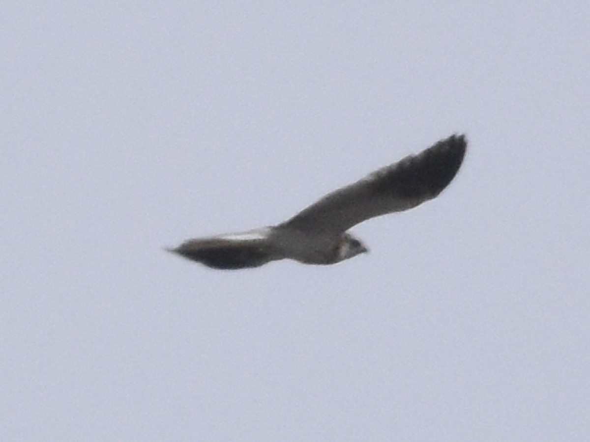 White-tailed Kite - ML493871781