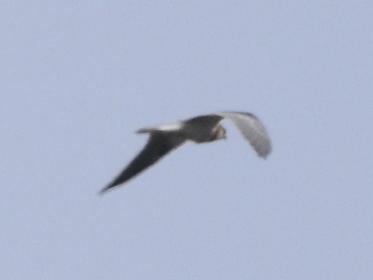 White-tailed Kite - ML493871791