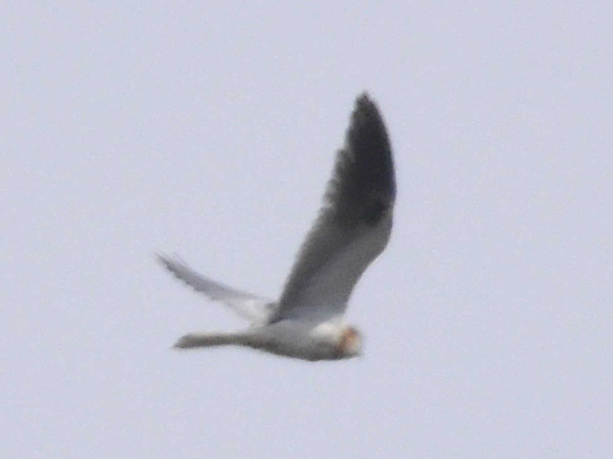 White-tailed Kite - ML493871801
