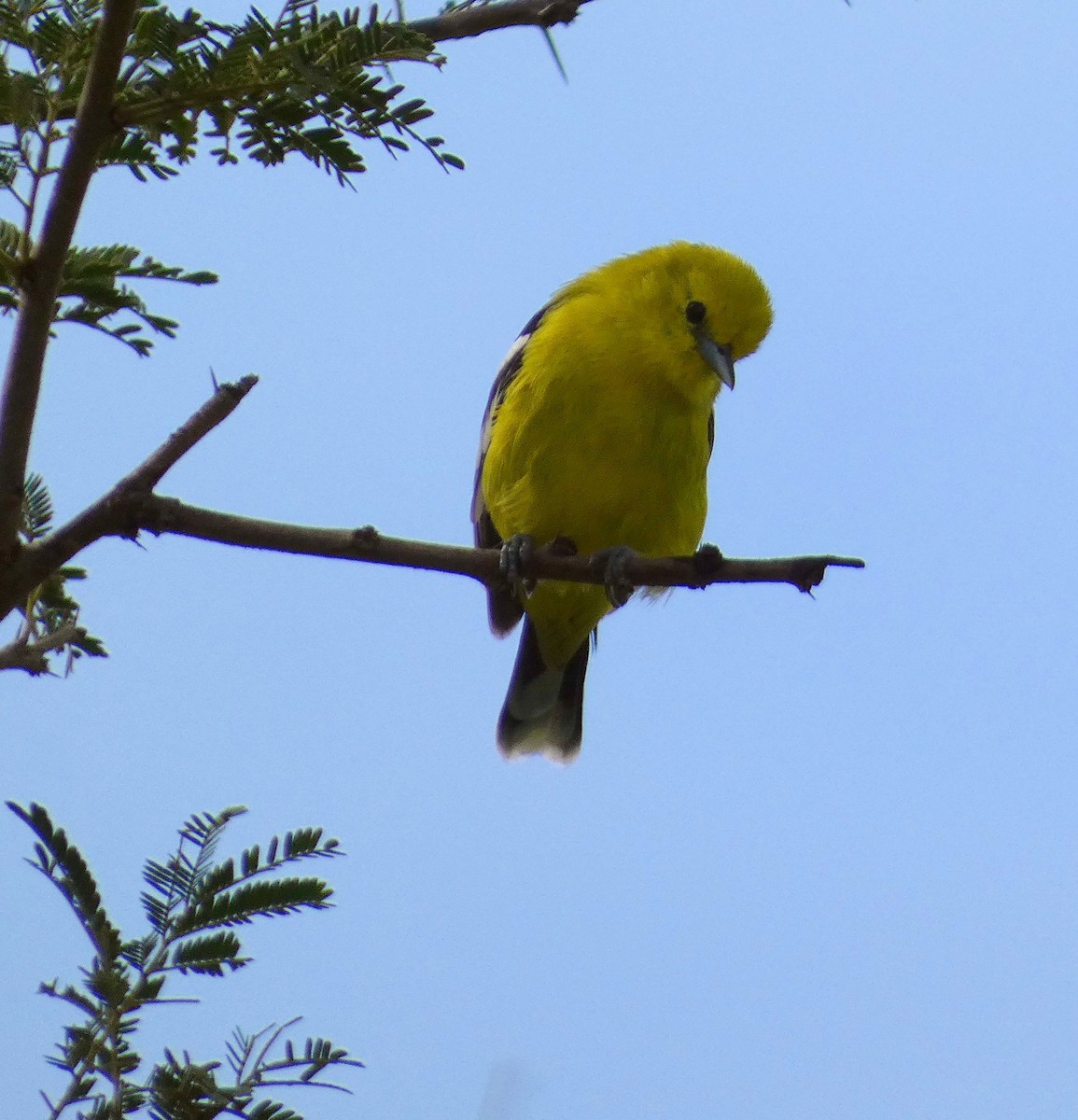 White-tailed Iora - Santharam V