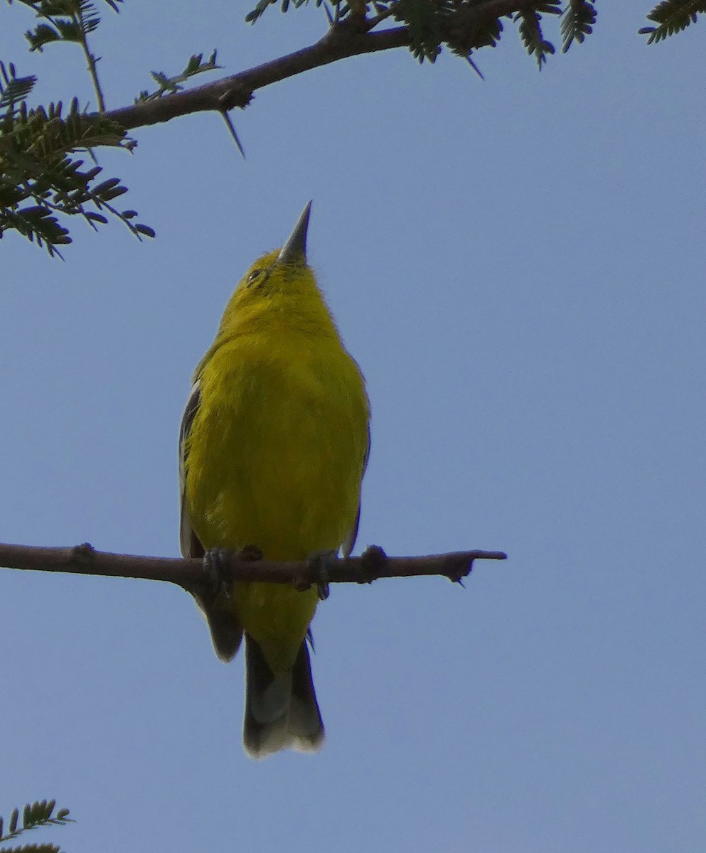 White-tailed Iora - Santharam V