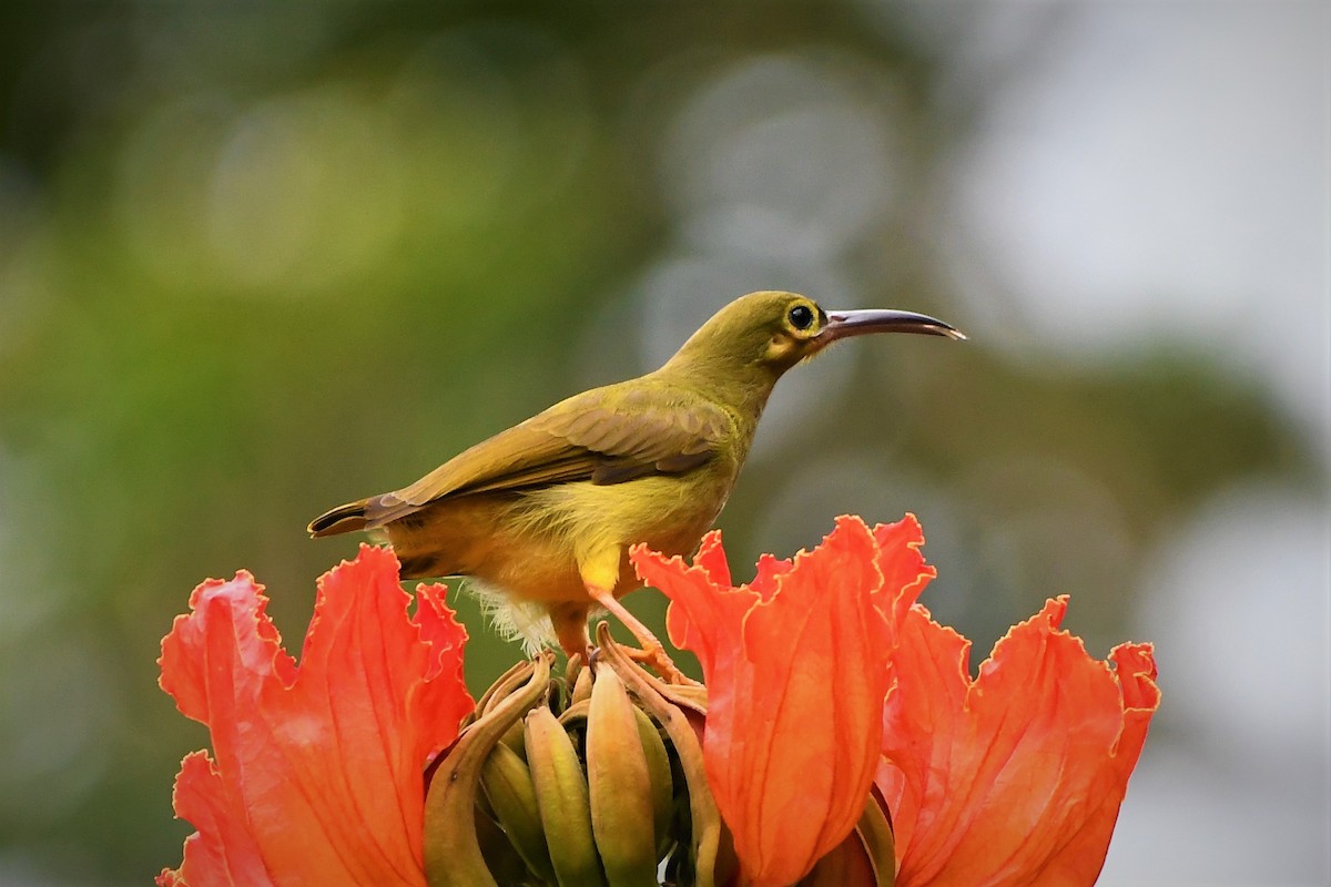 Spectacled Spiderhunter - Evelyn Lee