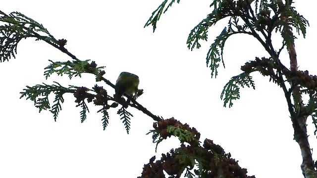 Eurasian Siskin - ML493875431