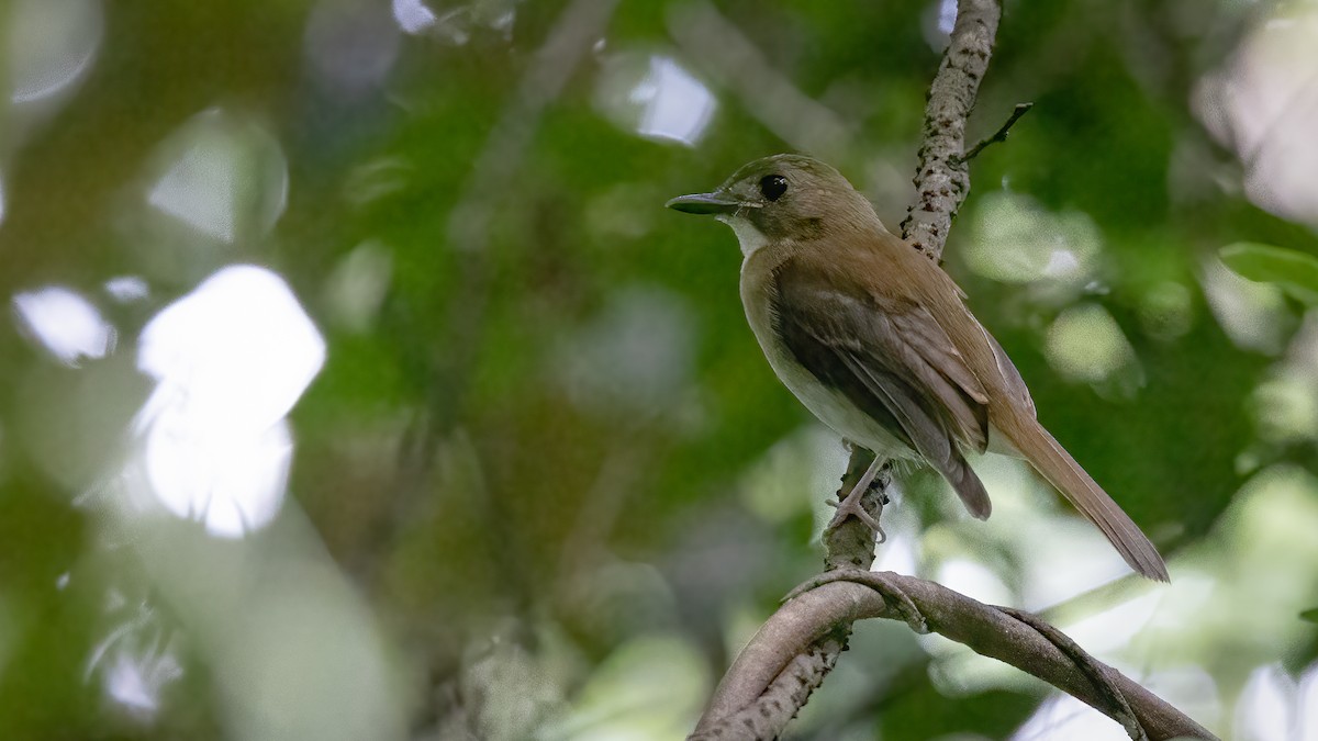 Gray-chested Jungle Flycatcher - ML493875601
