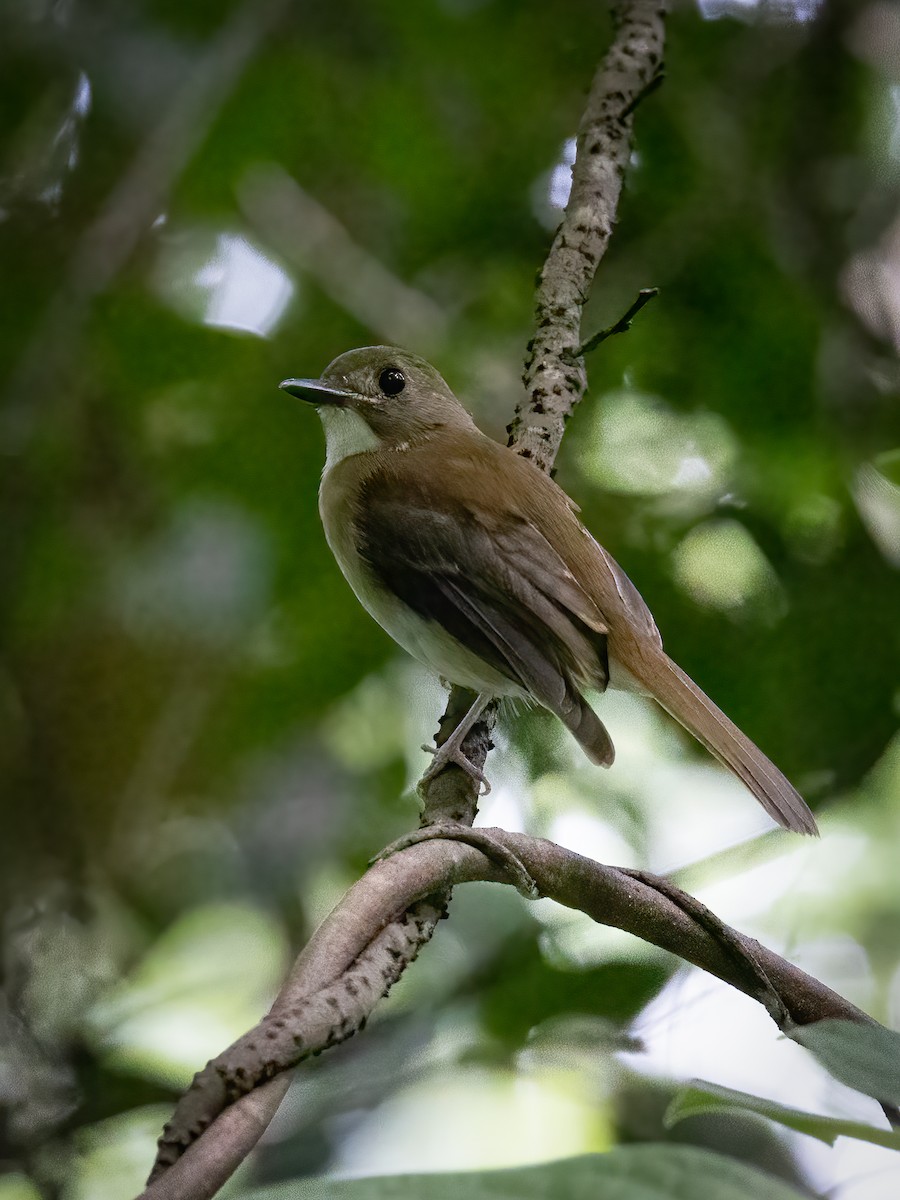 Gray-chested Jungle Flycatcher - ML493875621