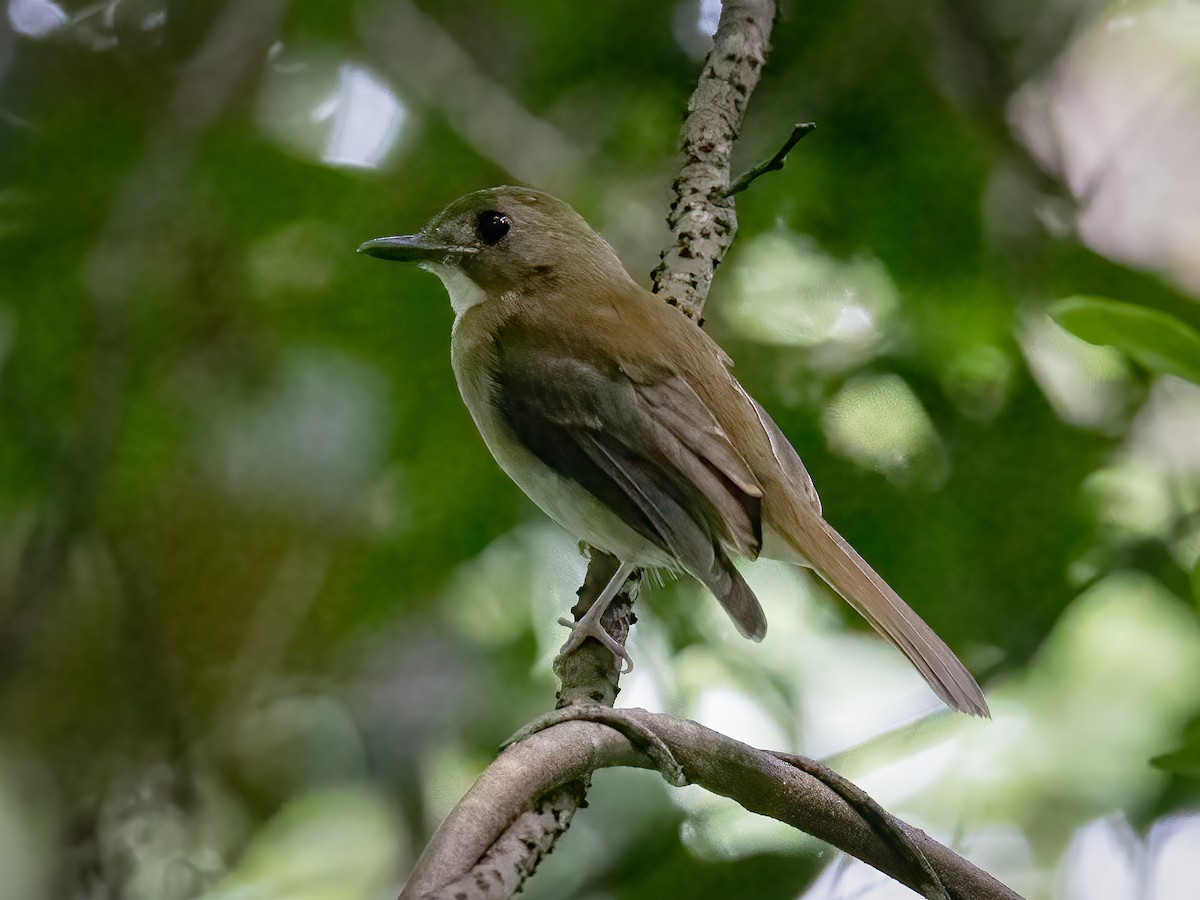 Gray-chested Jungle Flycatcher - ML493875901