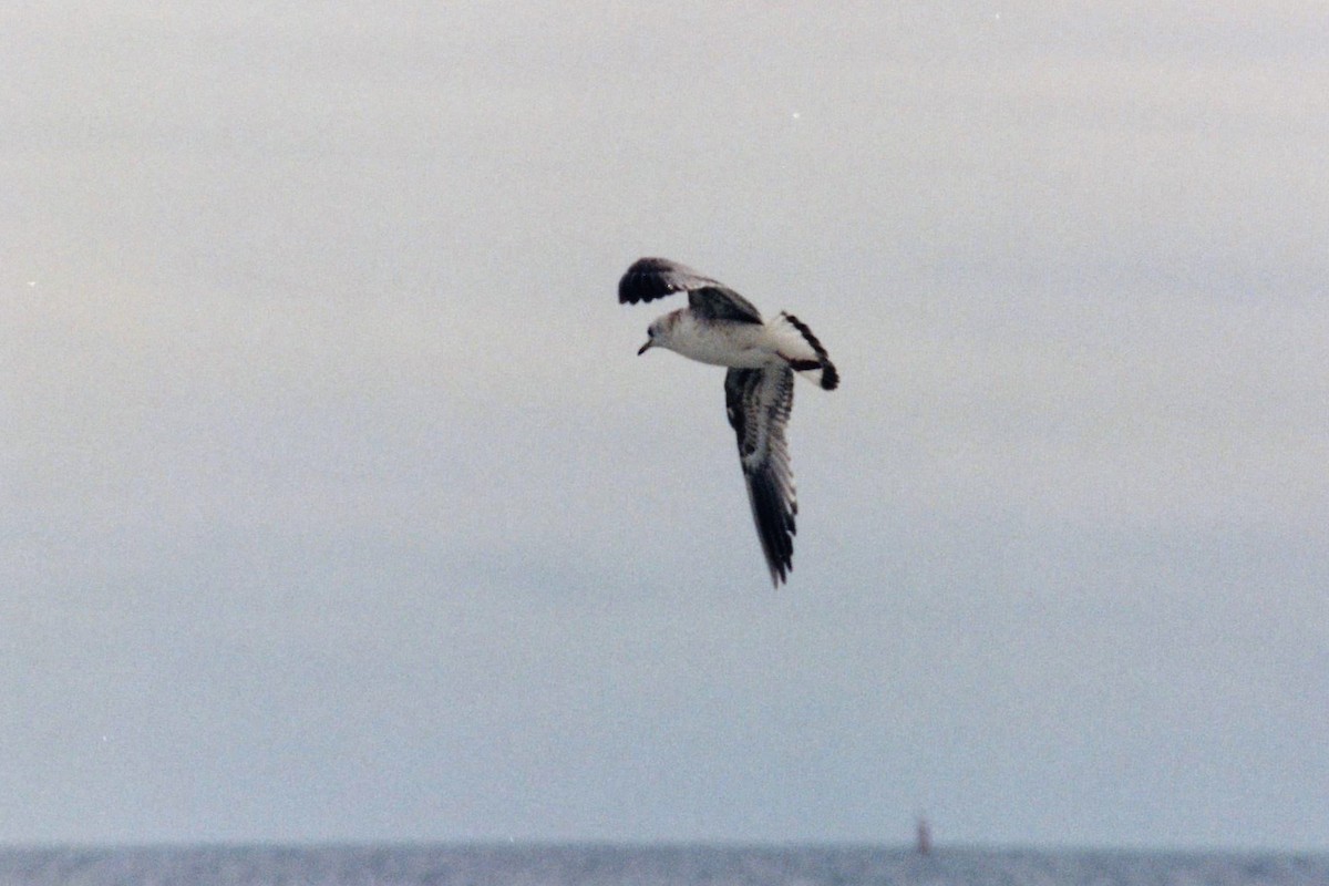 racek bouřní (ssp. canus) - ML49387591