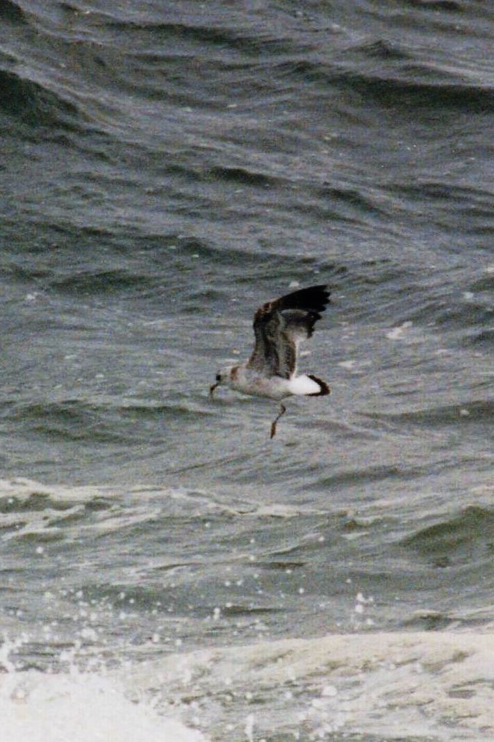 Common Gull (European) - ML49387761