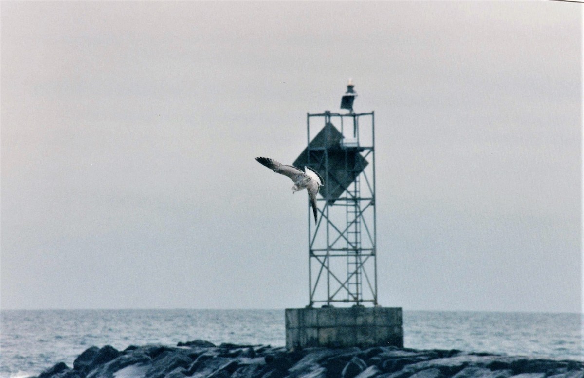 Common Gull (European) - ML49387871