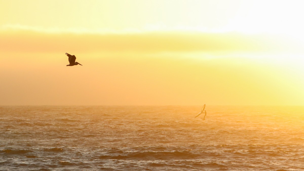 Brown Pelican - ML493878781