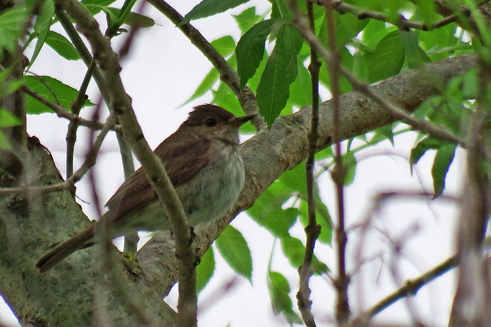 Spotted Flycatcher - ML49387931