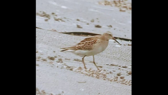 Pectoral Sandpiper - ML493879511