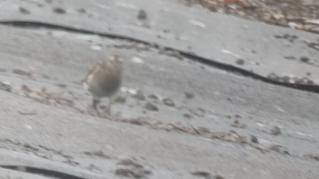 Pectoral Sandpiper - ML493879531