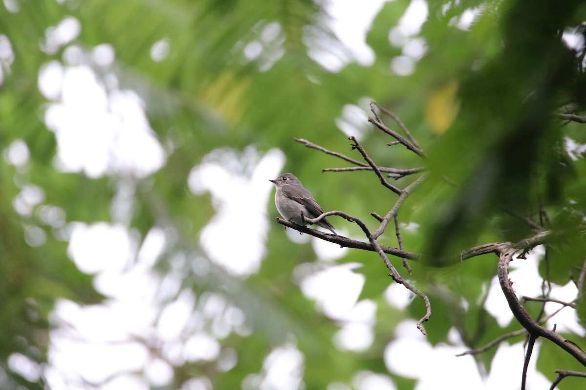 Dark-sided Flycatcher - ML493882351