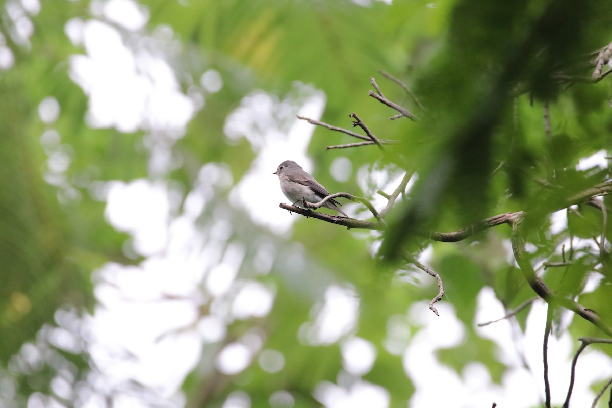 Dark-sided Flycatcher - ML493882371