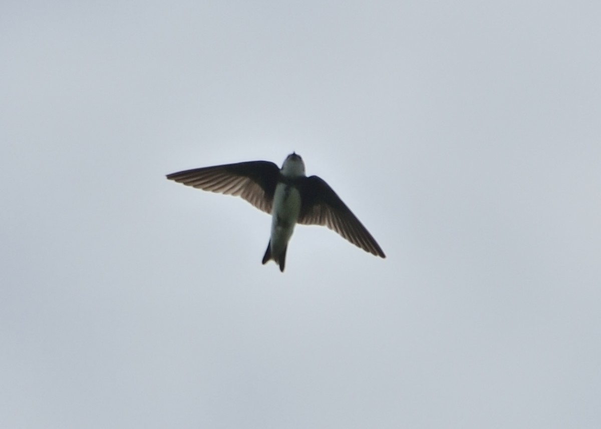 Bank Swallow - ML493884901