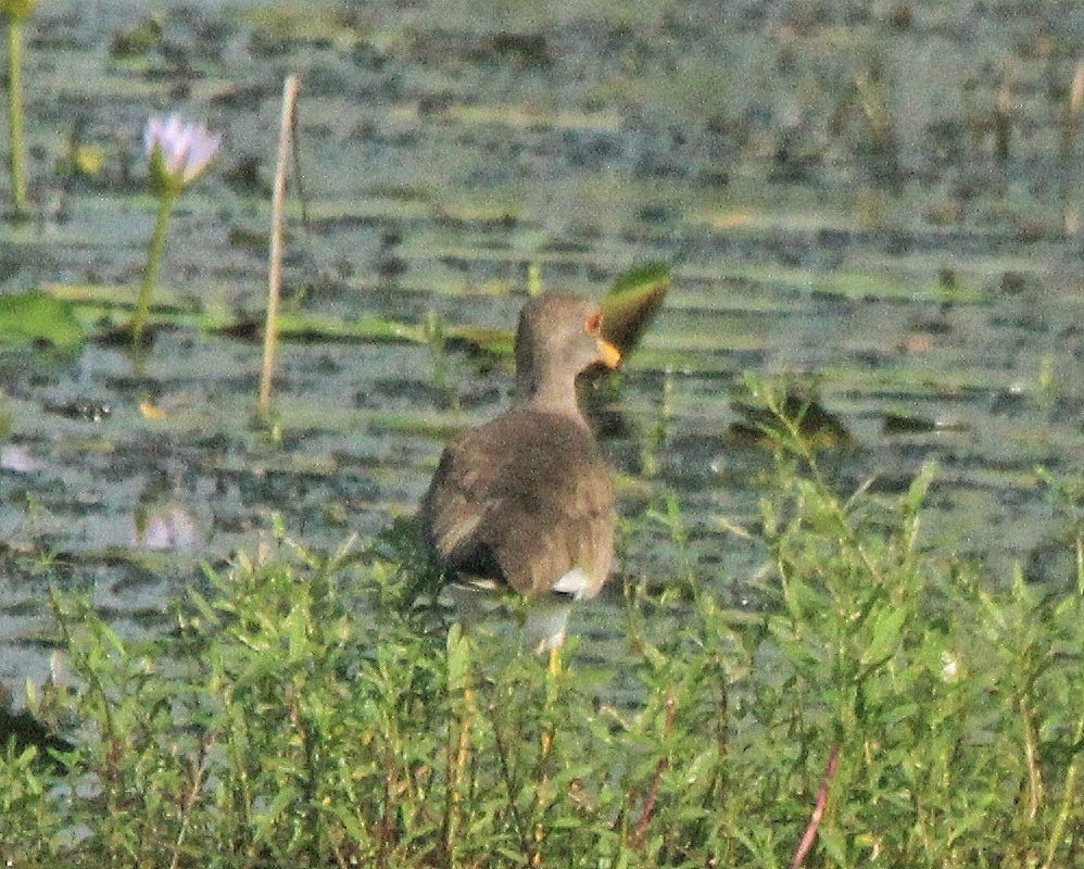 Gray-headed Lapwing - ML493886401