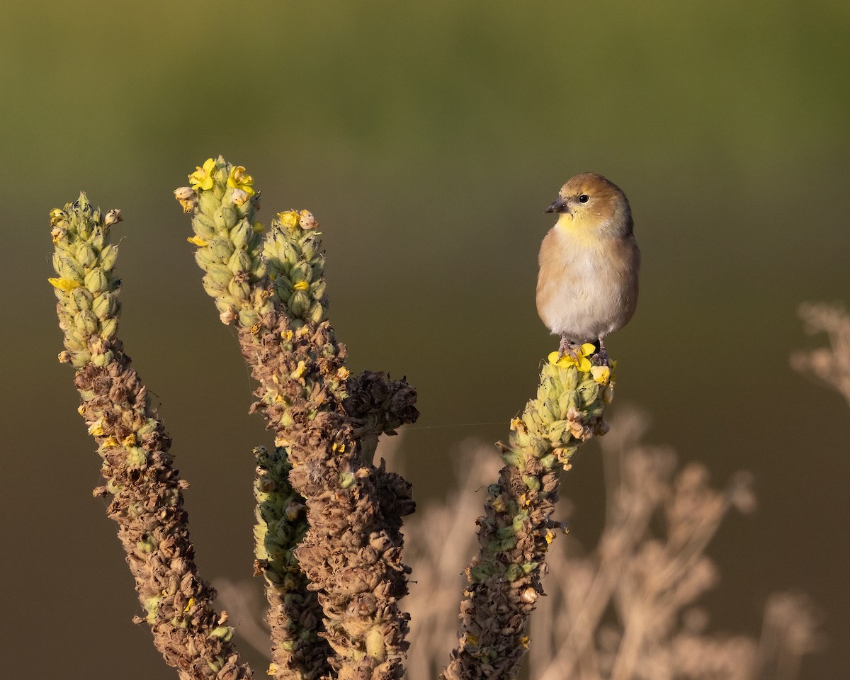 Lesser Goldfinch - ML493886411