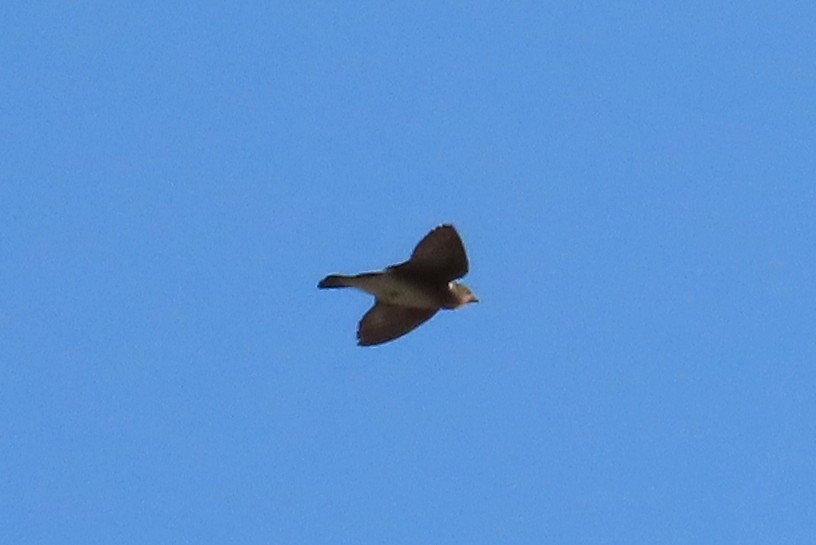 Golondrina Aserrada - ML493886661