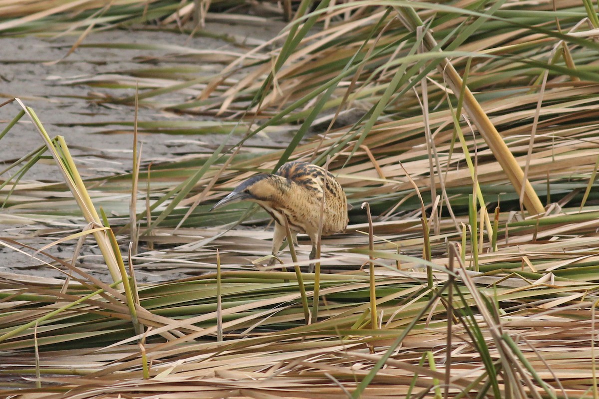 Great Bittern - ML493886721