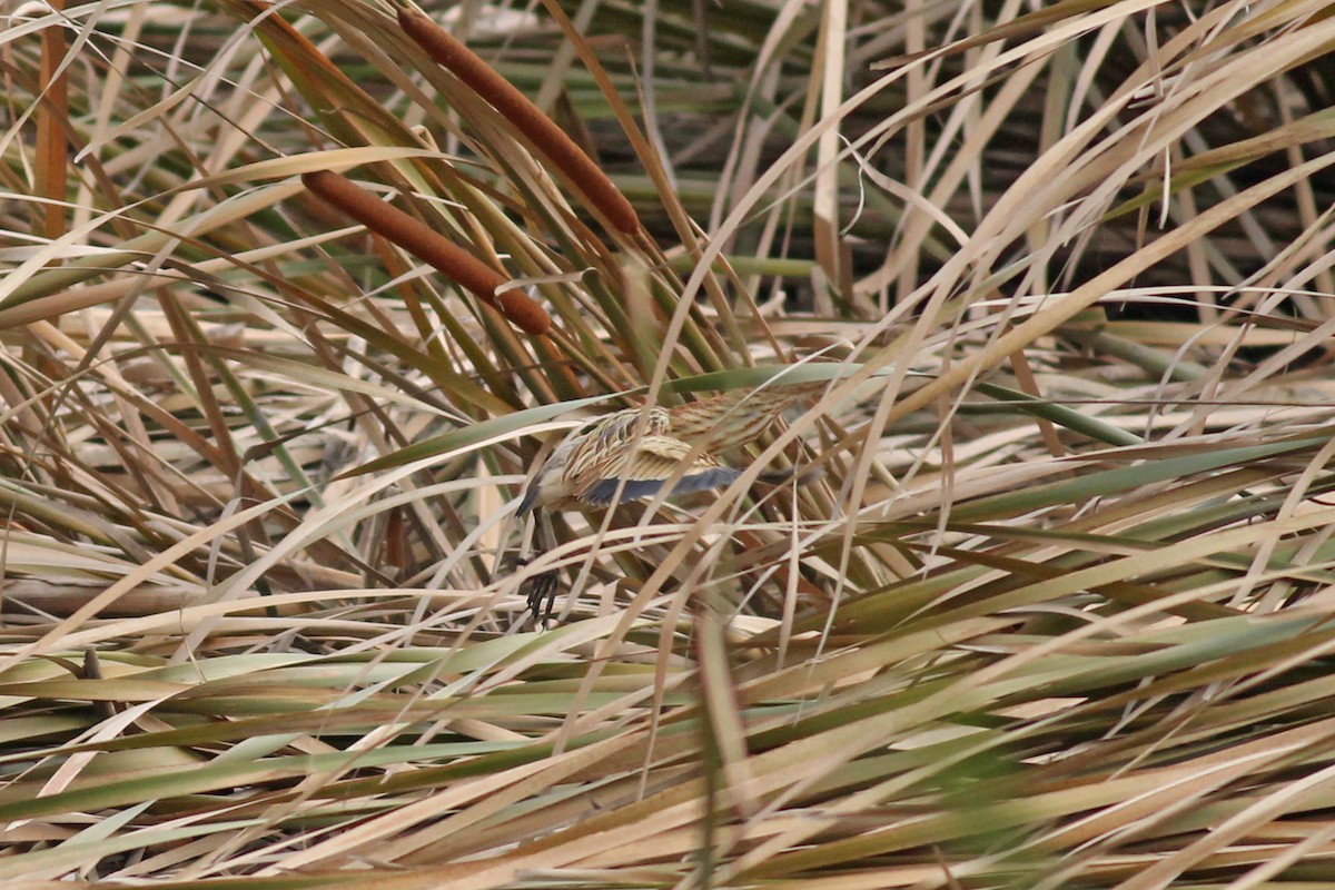 Yellow Bittern - ML493886741