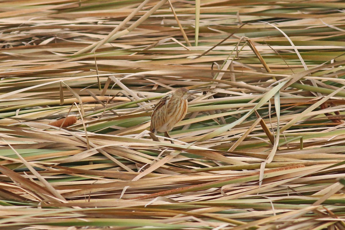Yellow Bittern - ML493886751