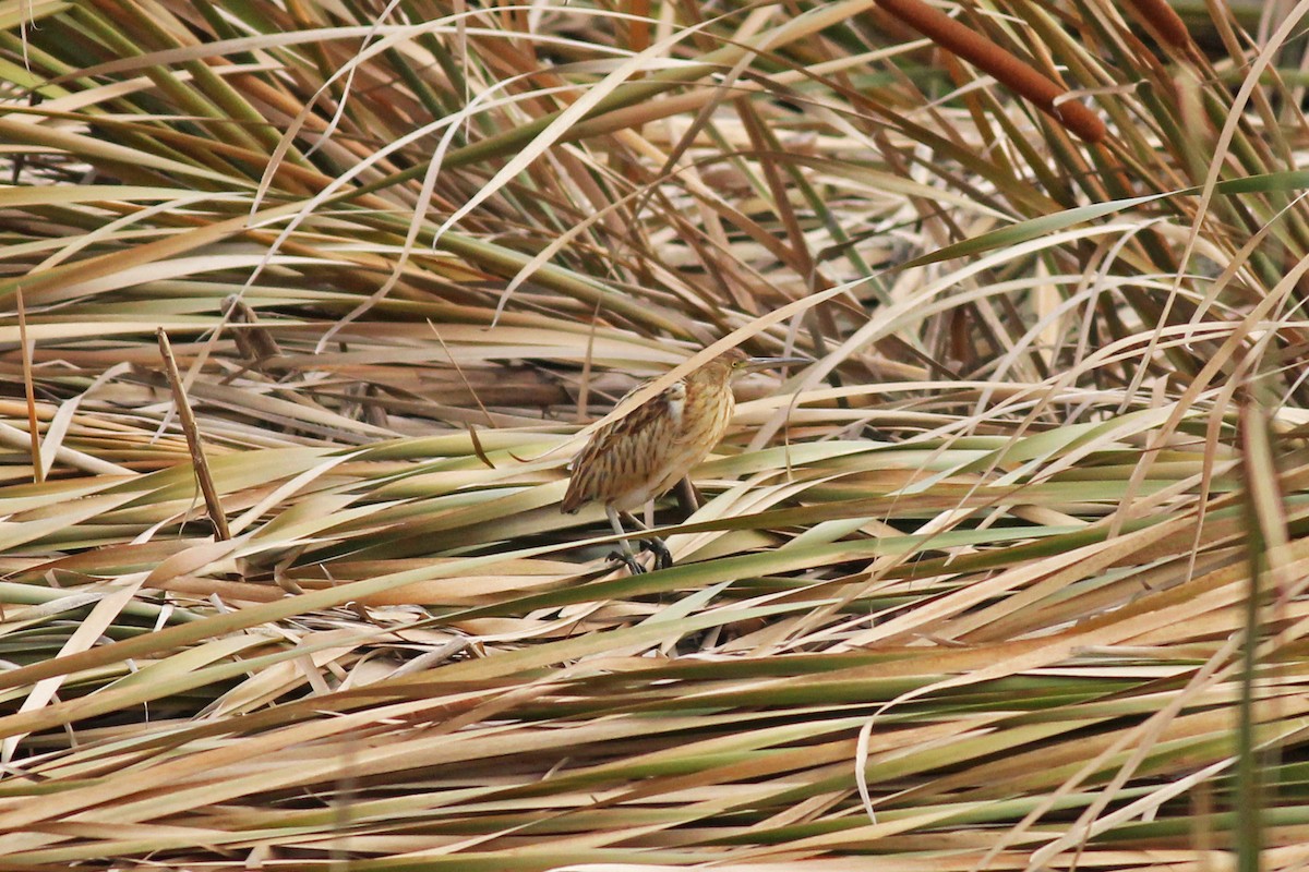 Yellow Bittern - ML493886761