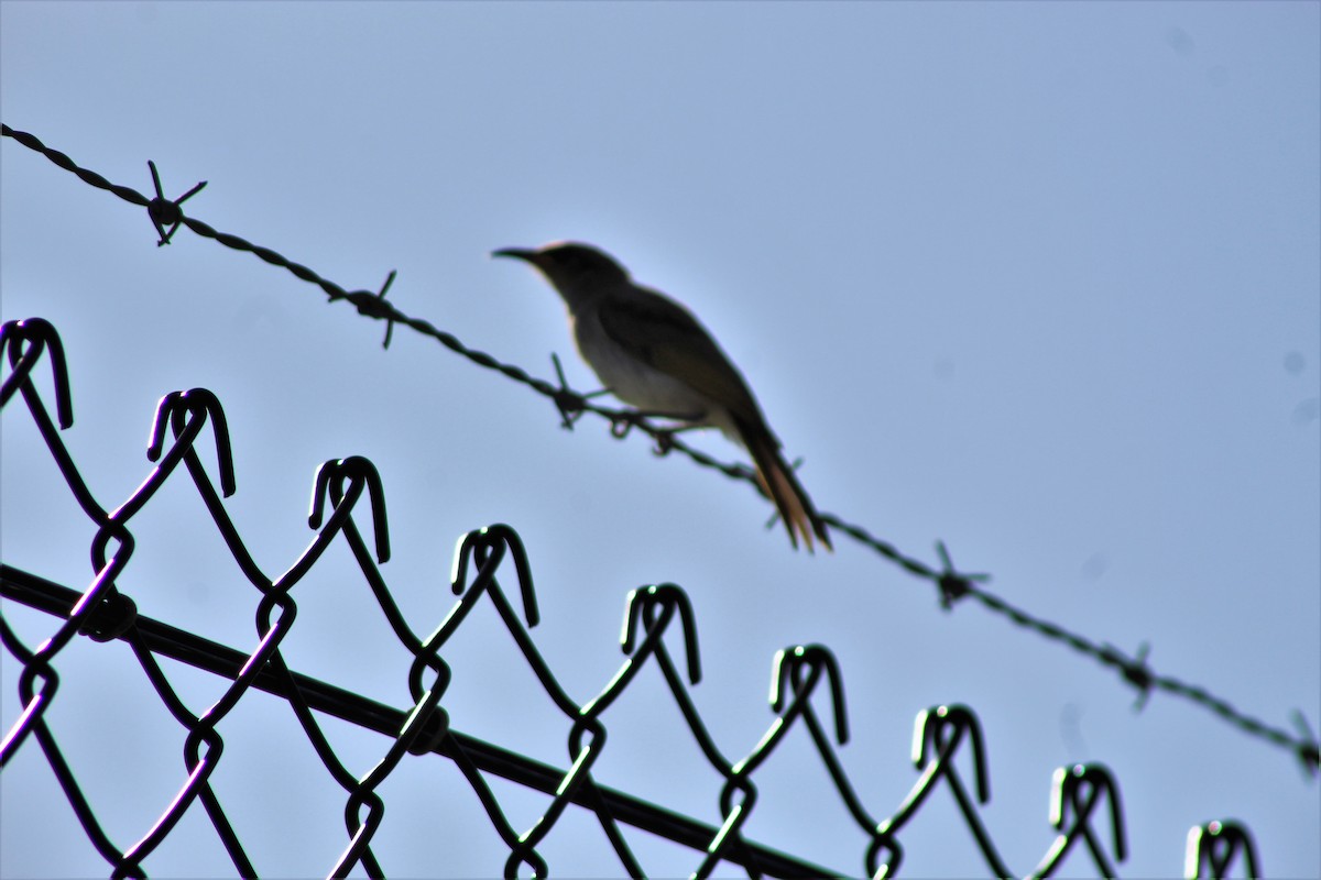 Brown Honeyeater - ML493888661