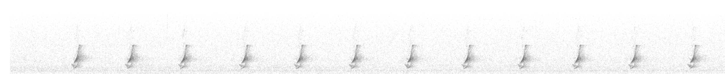 斑胸秧雞 - ML493888871