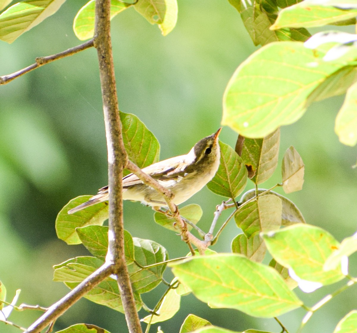 Green Warbler - Shriya  Auradkar