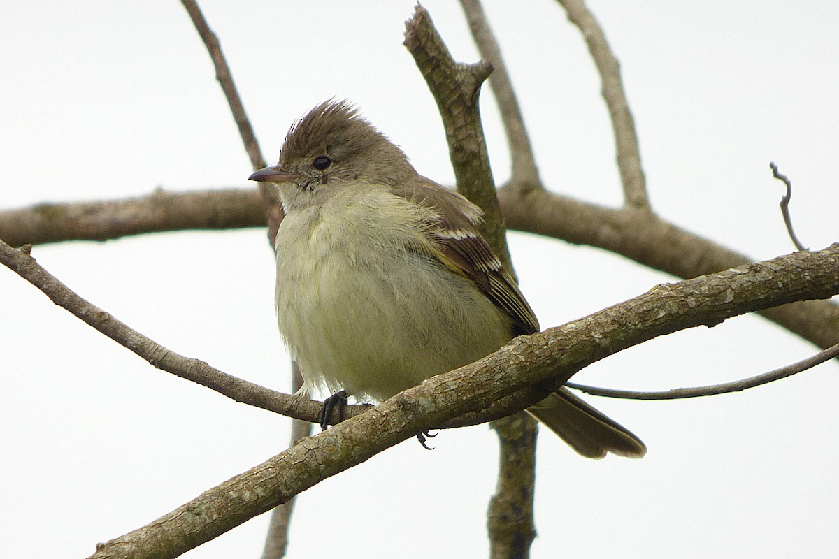 Yellow-bellied Elaenia - Carlos Agulian