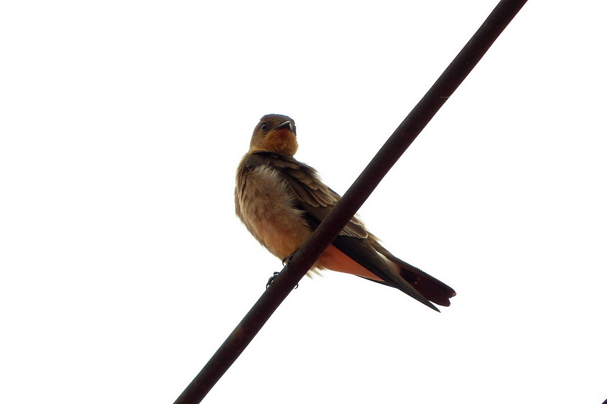 Southern Rough-winged Swallow - Carlos Agulian