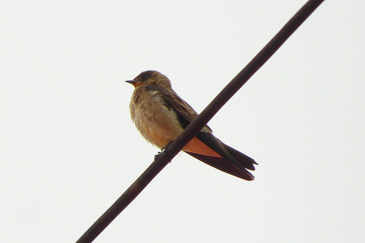 Southern Rough-winged Swallow - Carlos Agulian